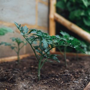 solar institute store products- tomato plant