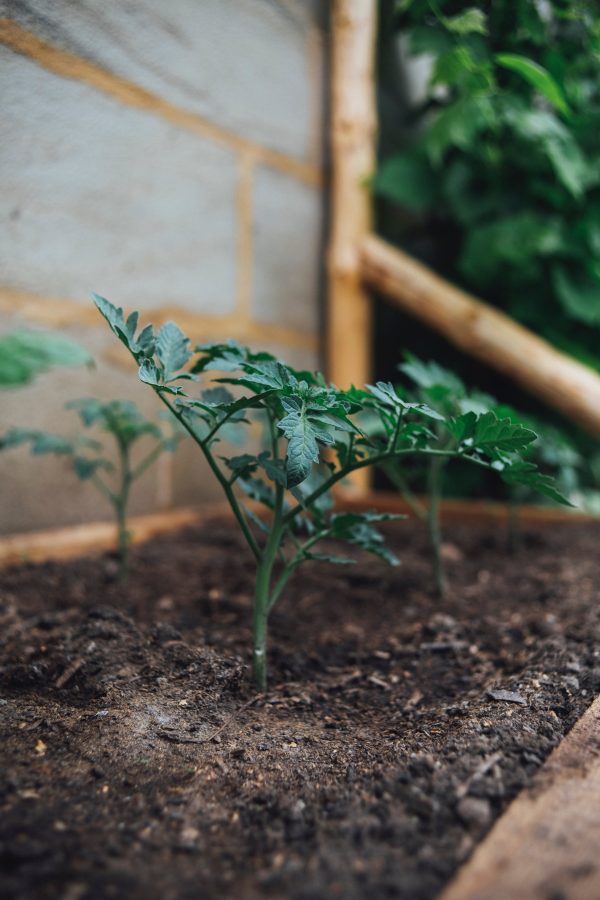 solar institute store products- tomato plant